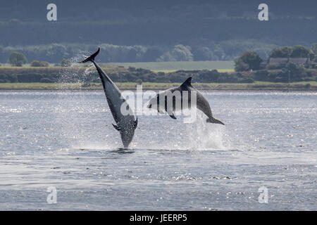 Due comuni delfini a naso di bottiglia, la perforazione off Chanonry Point, Black Isle, Moray Firth, Scotland, Regno Unito