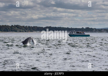 Due comuni delfini a naso di bottiglia, la perforazione nella parte anteriore del turista per osservare i delfini, barca Chanonry Point, Black Isle, Moray Firth, Scotland, Regno Unito Foto Stock