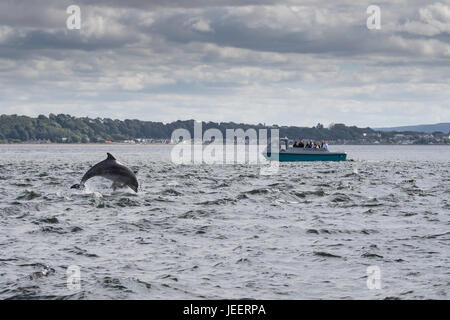 Due comuni delfini a naso di bottiglia, la perforazione nella parte anteriore del turista per osservare i delfini, barca Chanonry Point, Black Isle, Moray Firth, Scotland, Regno Unito