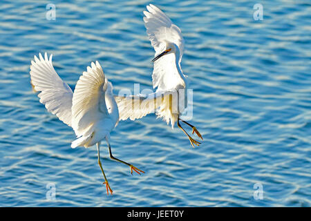 Una coppia di Snowy Egrets lotta per il territorio Foto Stock