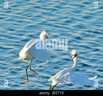 Una coppia di Snowy Egrets lotta per il territorio Foto Stock