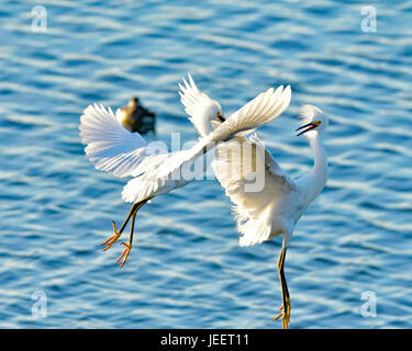 Una coppia di Snowy Egrets lotta per il territorio Foto Stock