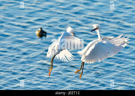 Una coppia di Snowy Egrets lotta per il territorio Foto Stock