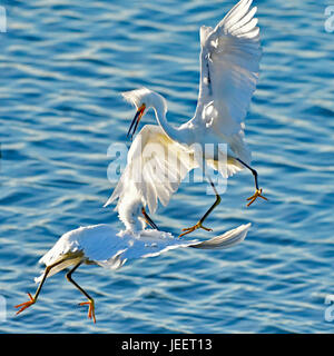 Una coppia di Snowy Egrets lotta per il territorio Foto Stock