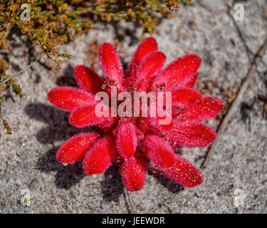 Un Hyobanche sanguinea fiore sul sud della costa africana Foto Stock