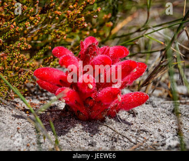 Un Hyobanche sanguinea fiore sul sud della costa africana Foto Stock