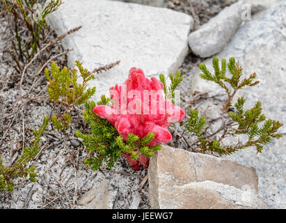 Un Hyobanche sanguinea fiore sul sud della costa africana Foto Stock