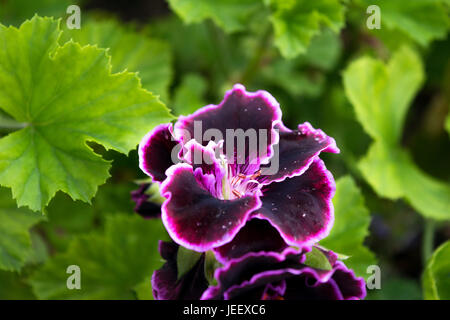 Un delicatissimo viola scuro con fiore bianco evidenziare bordi che circondano ogni petalo. Foto Stock