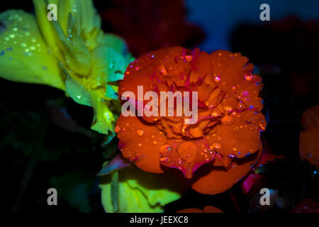 Un rosso puro begonia flower visualizzazione ben definito le goccioline di acqua sulla sua fluente foglie. Foto Stock