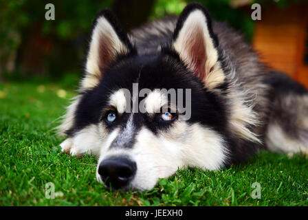 Vista ravvicinata di un Siberian Husky facendo una faccina triste Foto Stock