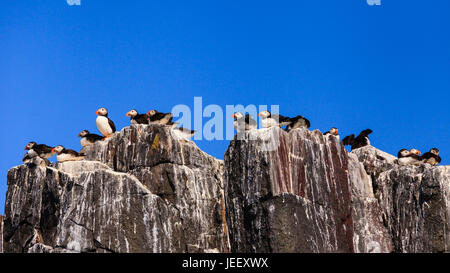 Isole farne colonia di uccelli. I puffini nidificazione sugli scogli di farne isole al largo della costa del Northumberland in Inghilterra del Nord Est. Foto Stock