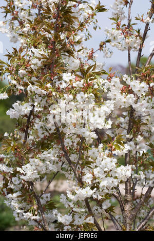 Prunus 'Matsumae Shizuka' Fiore. Foto Stock