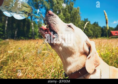 Giornata estiva con il cane in natura. Sete giallo labrador retriever acqua potabile dalla bottiglia di plastica Foto Stock