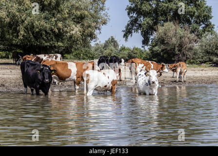 Il Danubio, la Serbia - mandria di mucche raffreddandosi nel fiume Foto Stock