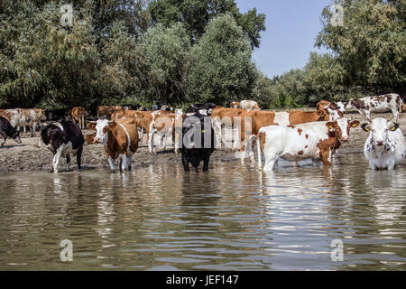 Il Danubio, la Serbia - mandria di mucche raffreddandosi nel fiume Foto Stock