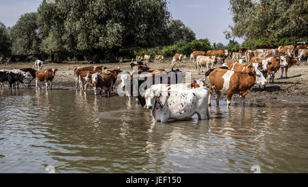 Il Danubio, la Serbia - mandria di mucche raffreddandosi nel fiume Foto Stock