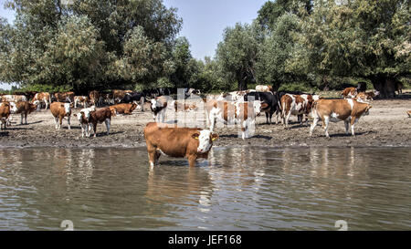 Il Danubio, la Serbia - mandria di mucche raffreddandosi nel fiume Foto Stock