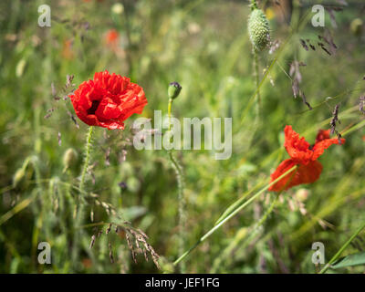 Papaveri giovani tra gli altri fiori selvatici ed erbe. Foto Stock