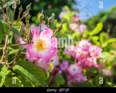 Cane selvatico rose fiori (Rosa canina) con un pallido petali di rosa tra il verde delle foglie in una giornata di sole. Foto Stock