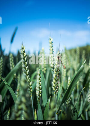 Vista ingrandita del grano acerbo che soffia in una leggera brezza in terreni agricoli a Hertfordshire, Inghilterra, sotto il cielo limpido in una giornata di sole. Foto Stock