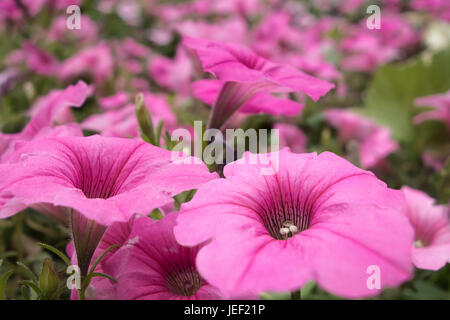 Campo di fiori di colore rosa Foto Stock