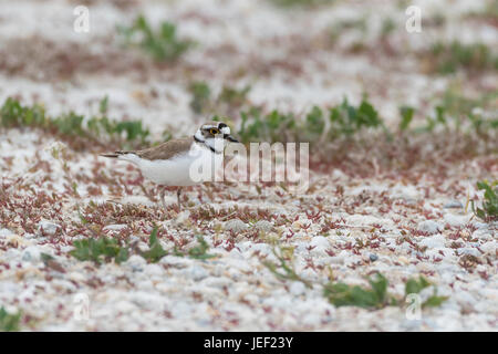 Poco inanellato plover (Charadrius dubius), nella parte anteriore del nido, Neusiedler See Parco Nazionale, Burgenland, Austria Foto Stock