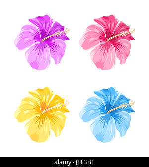 Set di illustrazione di coloratissimi fiori di ibisco Blossom isolati su sfondo bianco - Foto Stock
