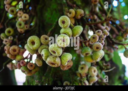 A orecchio di elefante Fig Tree a Iguazu Falls, Misiones, Argentina Foto Stock