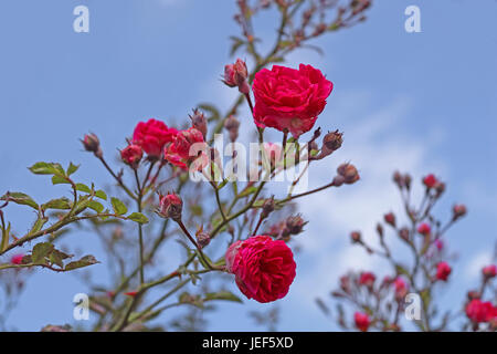 Rose rosse sulla boccola oltre il cielo blu Foto Stock
