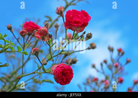 Rose rosse sulla boccola oltre il cielo blu Foto Stock