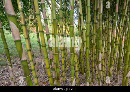 Impianto di bambù Bambusoideae' Foto Stock