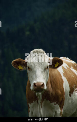 Vacca in Carinzia in Nockalmstrasse, Austria, nel mese di luglio, Kuh in Kärnten an der Nockalmstrasse, Österreich, im Juli. Foto Stock