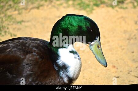 Cayuga drake Mallard duck Foto Stock