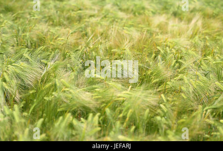 Foto di una macro di un meraviglioso campo di segale in una giornata di sole Foto Stock