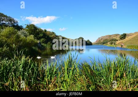 Cigni su melma Loch presso il St Abbs Head in Scozia Foto Stock