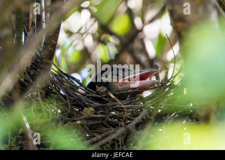 La più antica della gazza (Pica pica) nidiacei chiamando per il cibo nel nido in giapponese cherrytree 8 metro al di fuori della mia finestra della cucina. Foto Stock