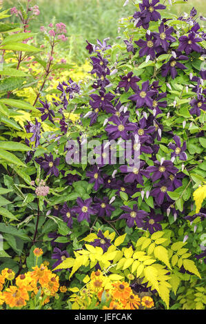 Forest shoot, Clematis Romantika , Waldrebe (Clematis 'Romantika') Foto Stock