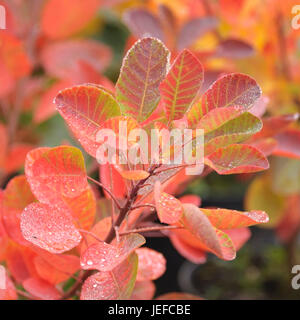 Parrucca arbusto, Cotinus coggygria Young Lady , Perueckenstrauch (Cotinus coggygria "Giovane Donna") Foto Stock