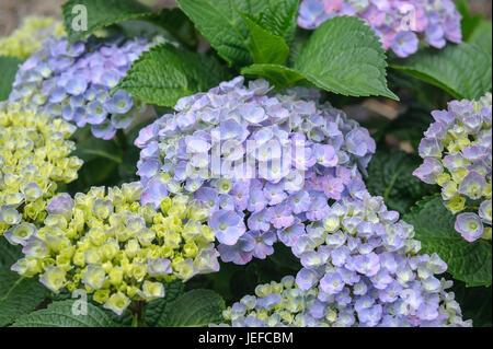 Giardino hydrangea, Hydrangea macrophylla FOREVER & mai? ? Blu , Garten-Hortensie (Hydrangea macrophylla FOREVER & mai® Blue) Foto Stock