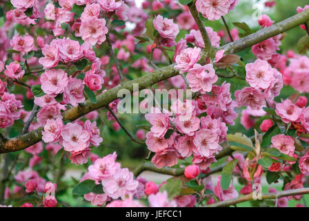 Apple ornamentali, Malus brandy Magic , Zier-Apfel (Malus " Brandy Magic') Foto Stock