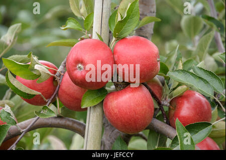 Apple, Malus domestica Braeburn - adattare , Apfel (Malus domestica 'Braeburn' - Schneider) Foto Stock