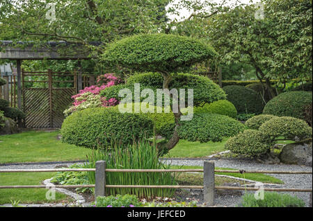 Giardino giapponese, falso faggio, Nothofagus Antartide , Japanischer Garten, Scheinbuche (Nothofagus Antartide) Foto Stock