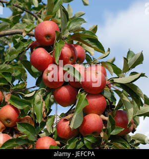 Malus domestica Elstar, Malus domestica " Elstar " Foto Stock