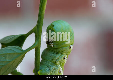 Tomato Hornworm sulla pianta di pomodoro Foto Stock