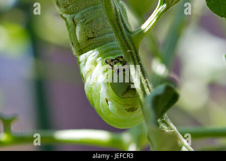Tomato Hornworm sulla pianta di pomodoro Foto Stock