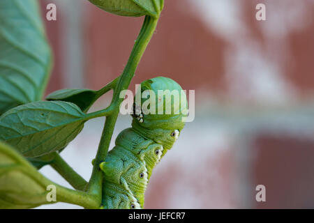 Tomato Hornworm sulla pianta di pomodoro Foto Stock