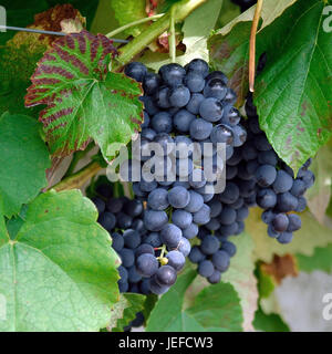 Vitis vinifera Venere, Vitis vinifera "Venus" Foto Stock