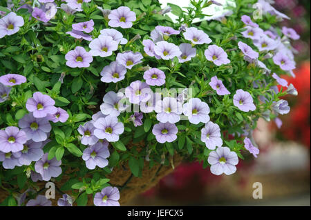 Magic campanelle, celebrazione Calibrachoa blu argento , Zaubergloeckchen (Calibrachoa celebrazione 'Silver Blue') Foto Stock