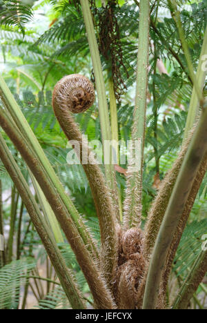 Capannone treefern, Cyathea cooperi , Schuppen-Baumfarn (Cyathea cooperi) Foto Stock