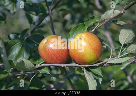 Apple, Malus domestica Rhenish crooked maniglia , Apfel (Malus domestica 'Rheinischer Krummstiel') Foto Stock